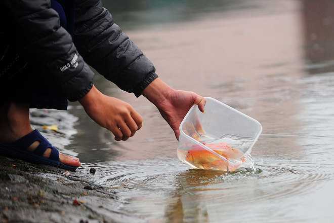 Công đức phóng sinh: trừ đại họa, khỏi bệnh nặng, có phúc báo lớn 3