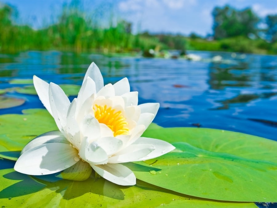 Thân khẩu ý là gì theo quan niệm Đạo Phật? 1