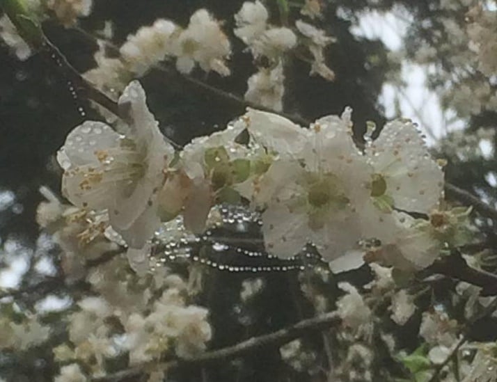 tho-xuan-cua-cac-vi-thien-su-thoi-ly-0901 Xuân chốn Thiền môn và các bài kệ Xuân của ba thiền sư thời Lý 4