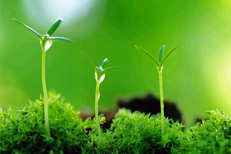 Thuyết nhân quả nghiệp báo của đạo Phật trong truyện Kiều 3