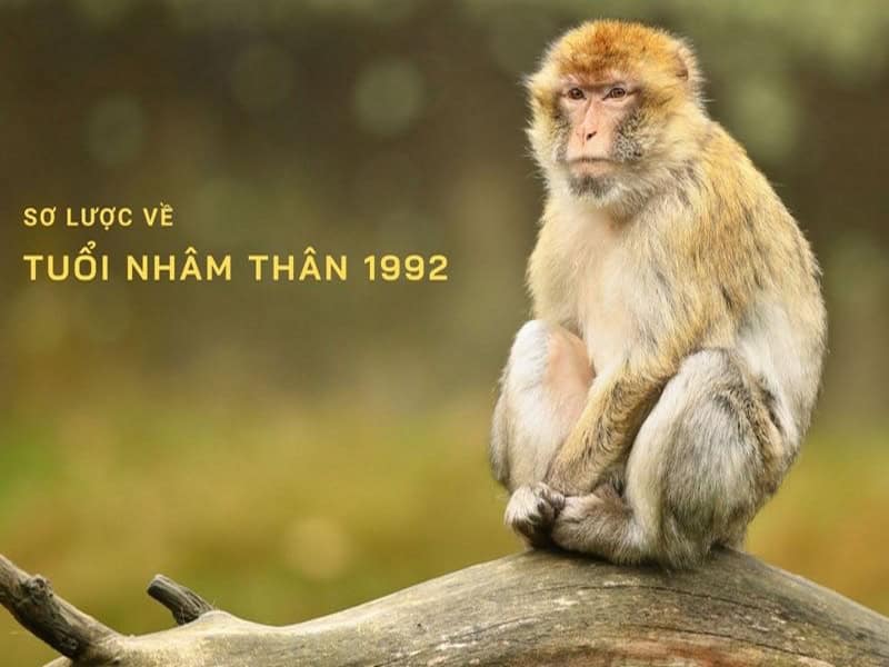 tong quan tu vi tuoi nham than nam 2026 nam mang co diem gi noi bat