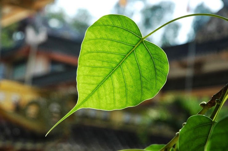 tran gian la coi tam 1033 1