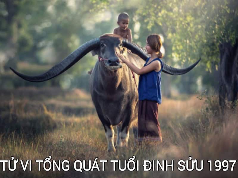 tu vi tuoi dinh suu nam 2026 nam mang