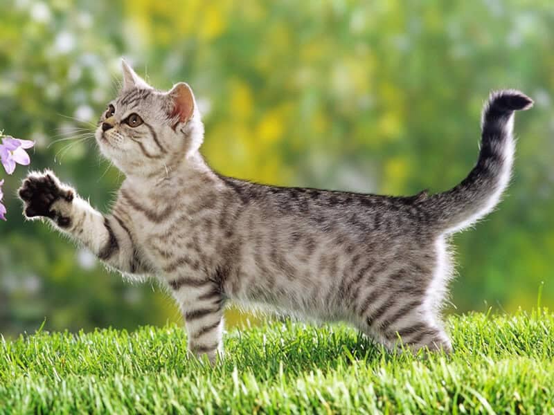 dua vao tu vi tuoi ky mao co the giup nam bat van menh va khai pha tiem nang