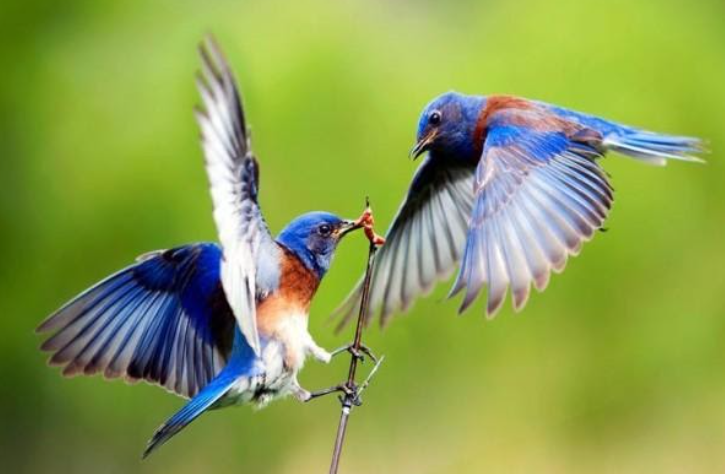 Phóng sinh được phước báu 3