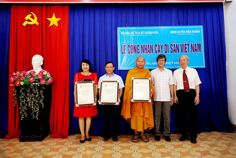 Cây đa sộp tại tịnh xá Ngọc Vạn được công nhân là cây di sản 1