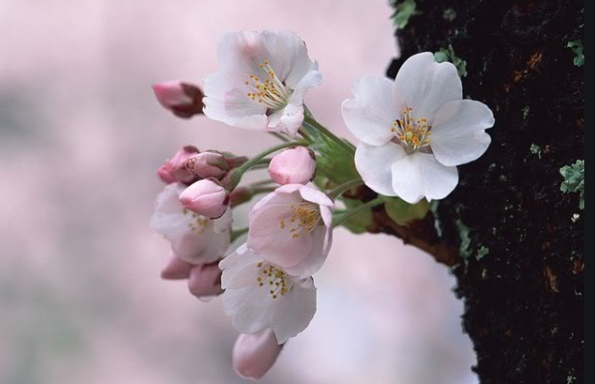 xuan-trong-cua-thien-1-0840 Xuân trong cửa Thiền 1